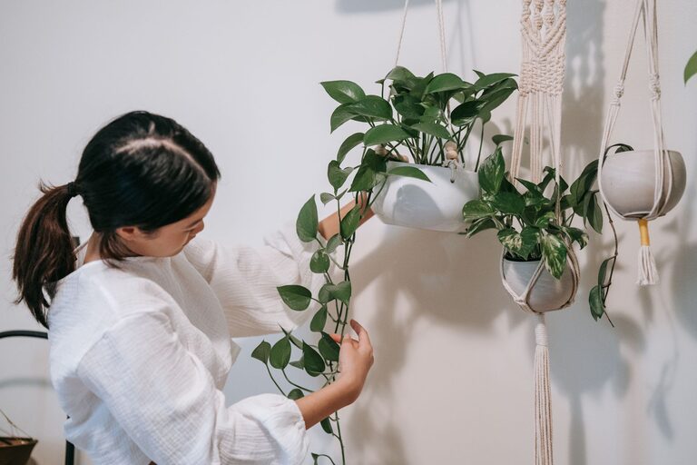 Post: How to refresh your home with plants